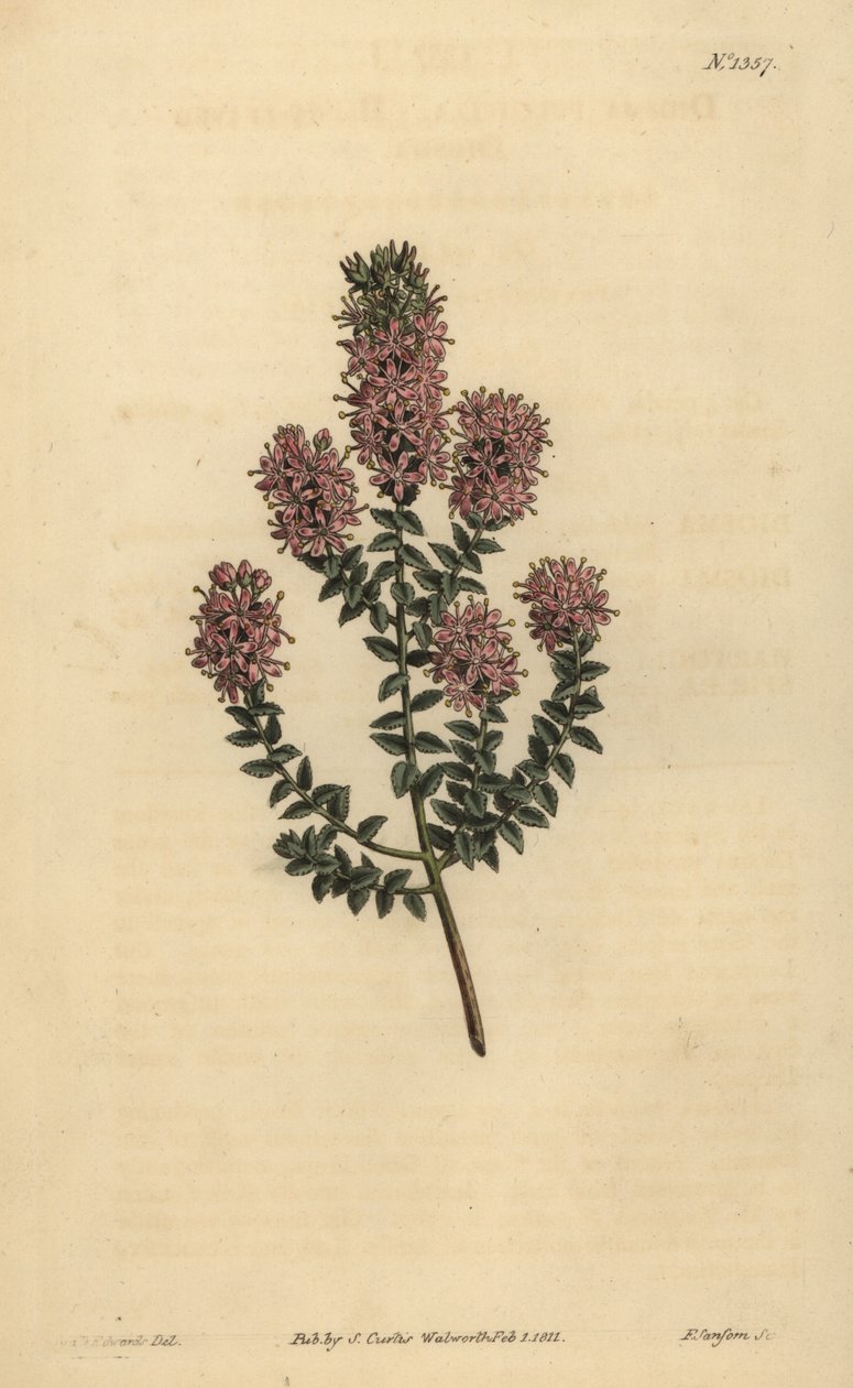 Buchu ، Agathosma pulchella (ديوسما بلانت الأوراق ، ديوسما بولشيلا) بواسطة غير معروف