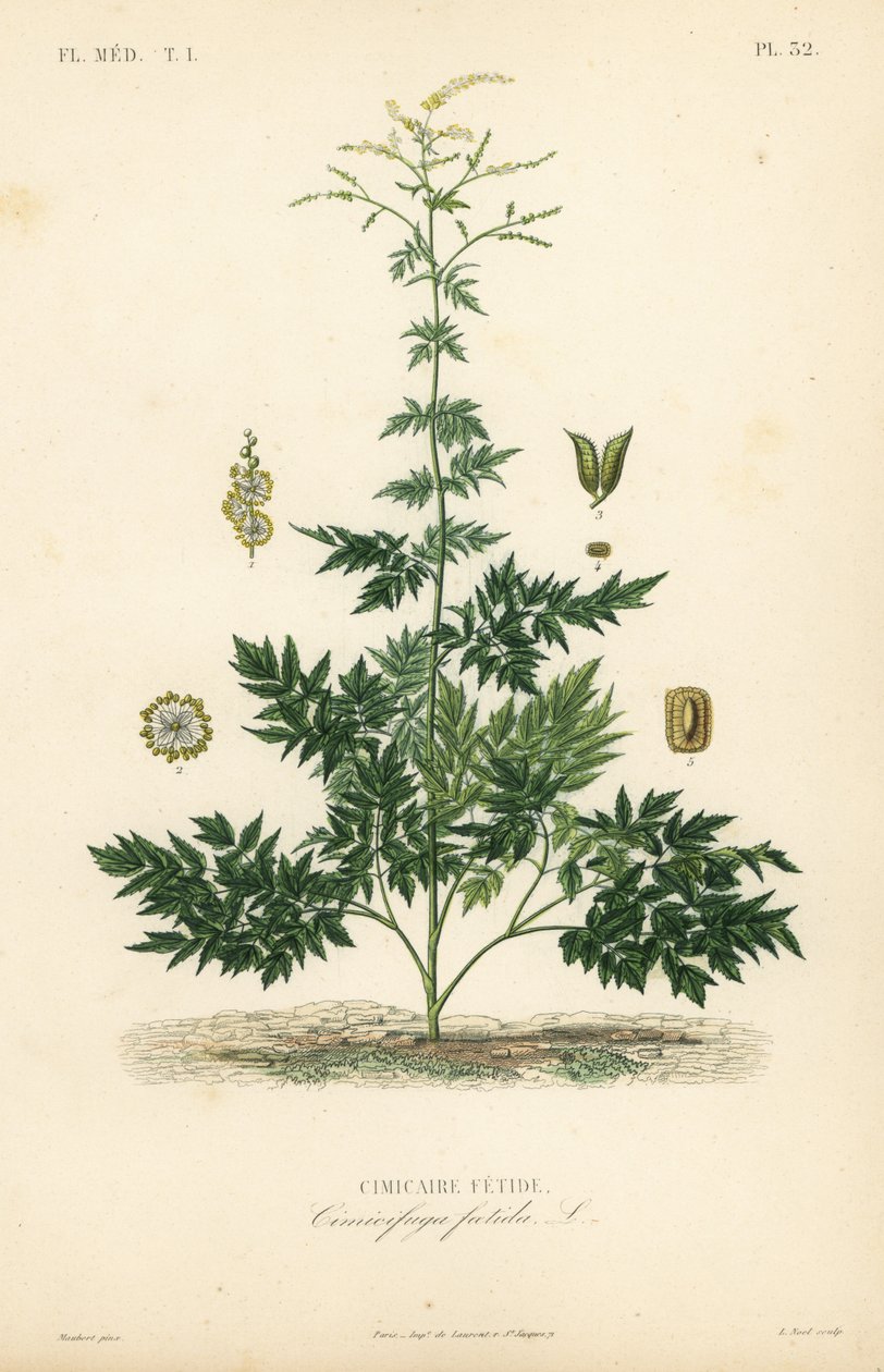 Bugbane or cohosh, Actaea cimicifuga, Cimicifuga foetida, Cimicaire fetide بواسطة غير معروف