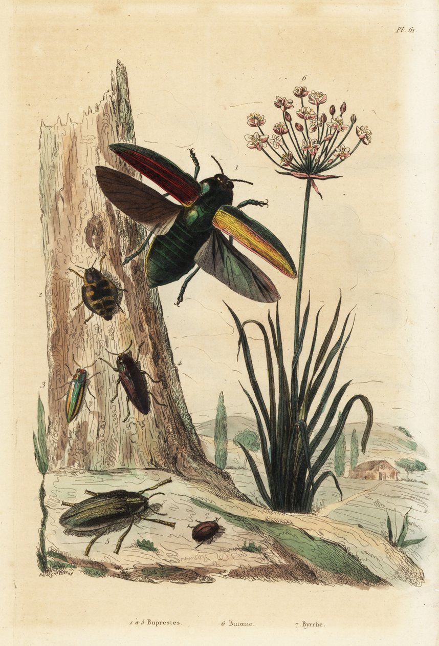 Buprestis beetles 1-5، flowering rush، Butomus umbellatus 6، and pill beetle، Byrrhus pilula 7 بواسطة غير معروف