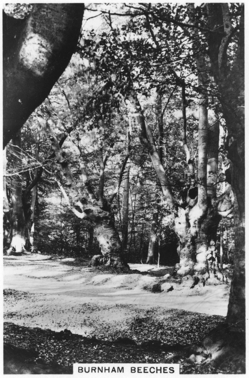 Burnham Beeches ، باكينجهامشاير ، 1937 بواسطة غير معروف