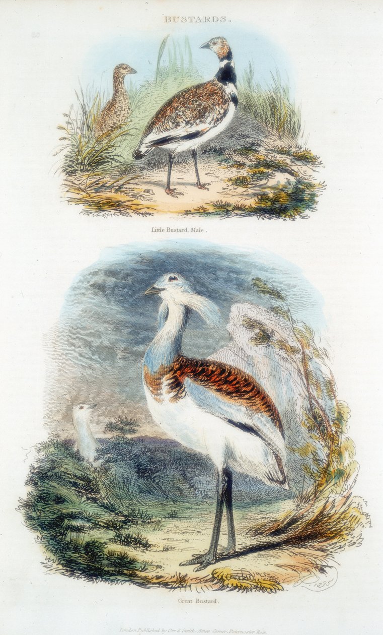 الوحوش ، 1835 بواسطة غير معروف