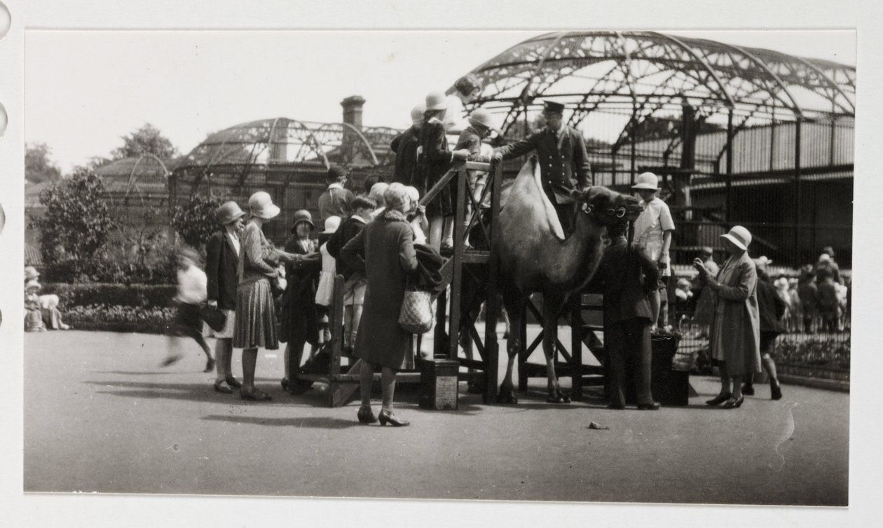 ركوب الجمل عام 1930 بواسطة غير معروف