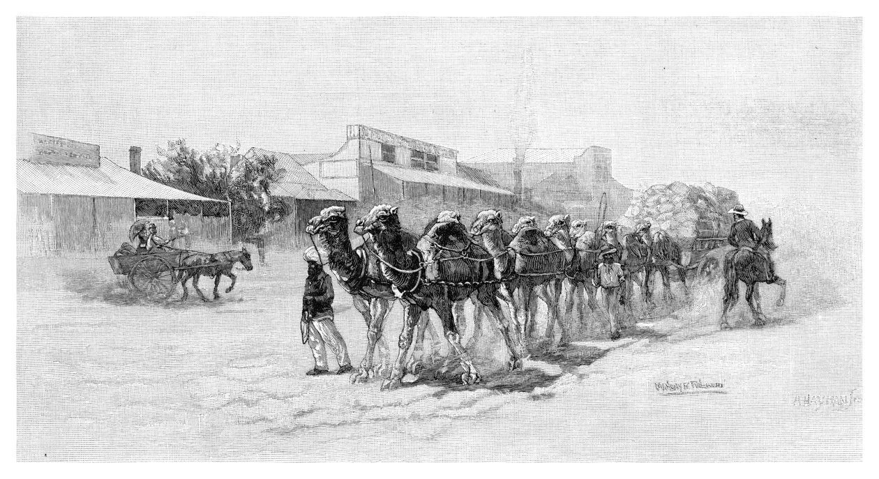 فريق الجمل ، Wilcannia ، نيو ساوث ويلز ، أستراليا ، 1886 بواسطة غير معروف