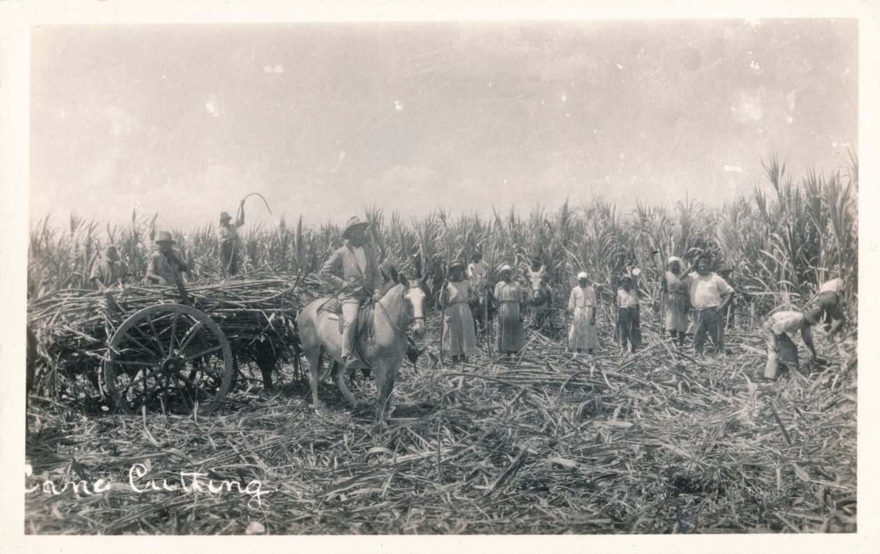 قطع القصب ، c1930 بواسطة غير معروف