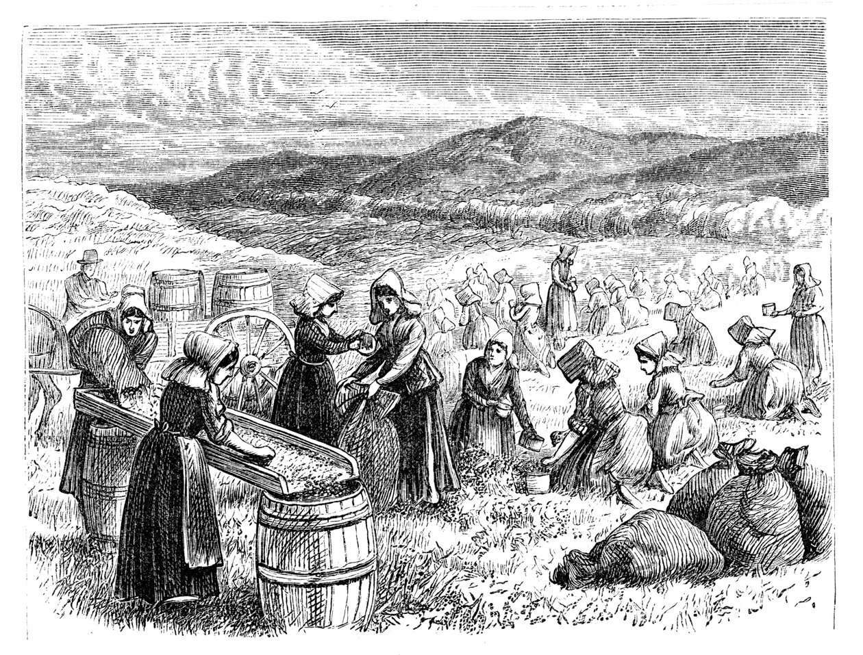 نساء كيب كود يقمن بفرز التوت البري وفرزه ، 1875 بواسطة غير معروف