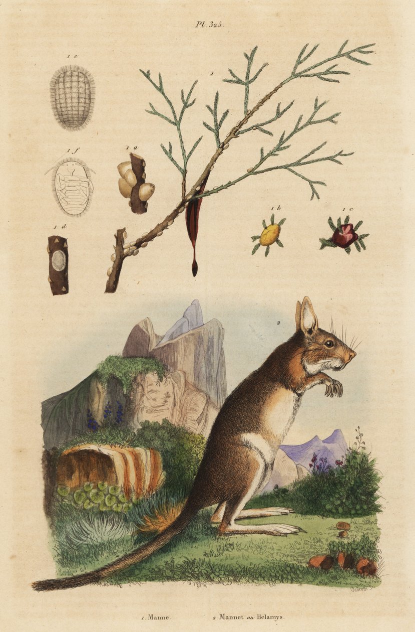 أرنب الرأس ، Lepus capensis 2 ، ورماد المن ، Fraxinus ornus 1 بواسطة غير معروف