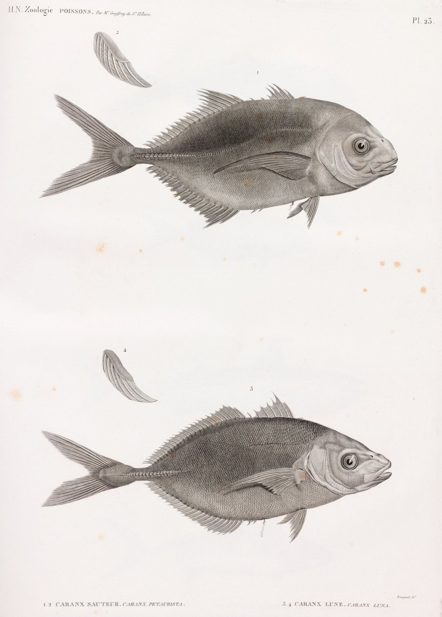 Caranx Sauteur & Caranx Lune بواسطة غير معروف
