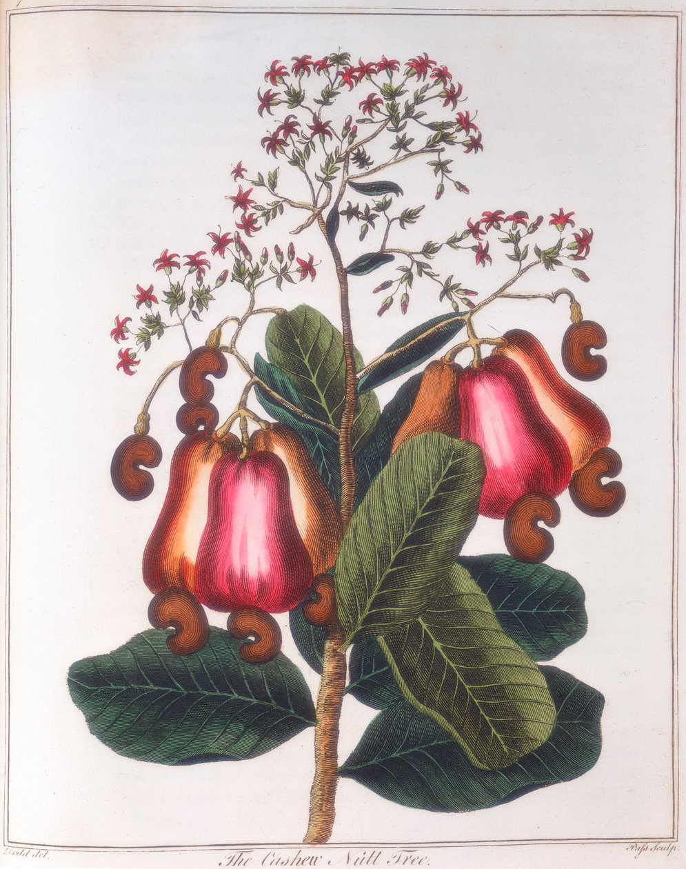 جوز الكاجو - Anacardium occidentale، c1798 بواسطة غير معروف