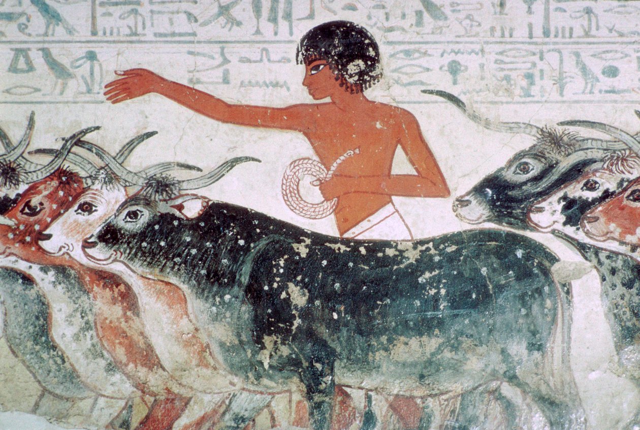 الماشية التي تم إحضارها للتفتيش: لوحة جدارية من مقبرة نيب آمون رقم 5 ، مصر ، حوالي 1350 قبل الميلاد بواسطة غير معروف