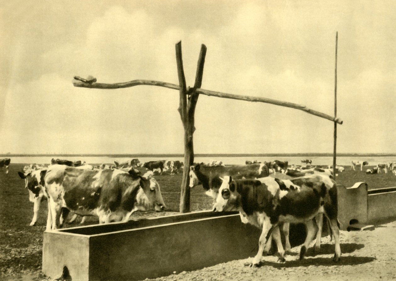 شرب الماشية في حوض صغير ، بورغنلاند ، النمسا ، c1935. بواسطة غير معروف
