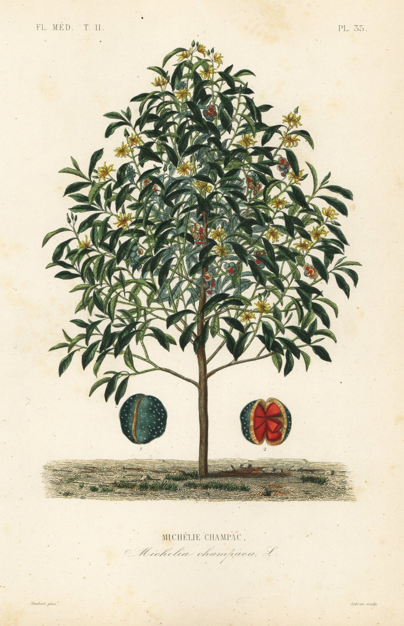 Champak tree, Magnolia champaca, Michelia champaca, Michelie champac بواسطة غير معروف
