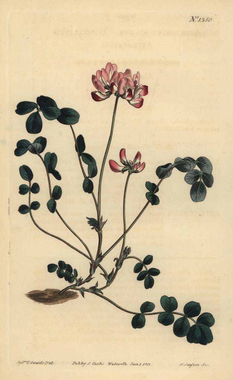 Milkvetch الصينية أو استراغالوس Umbellated ، Astragalus sinicus بواسطة غير معروف
