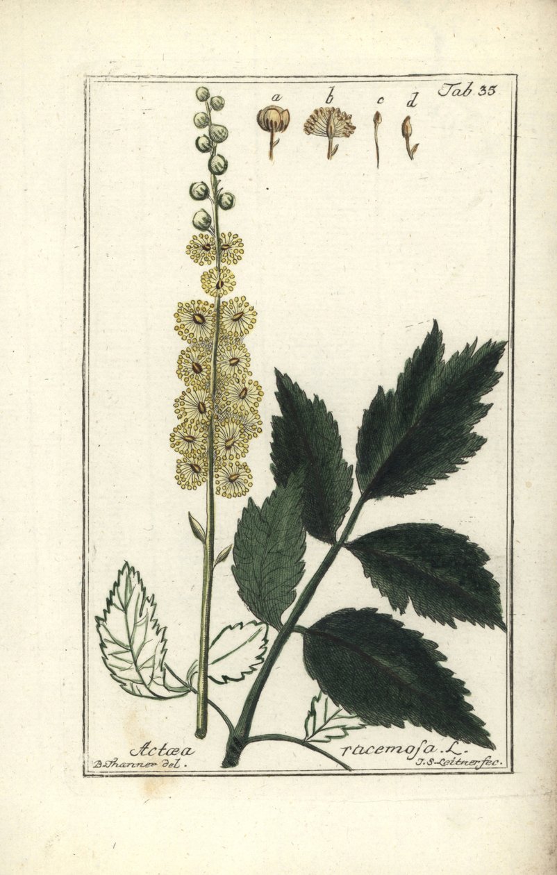 Cimicifuga Cimicifuga racemosa أو الكوهوش الأسود ، Actaea racemosa (actee a grappe) بواسطة غير معروف