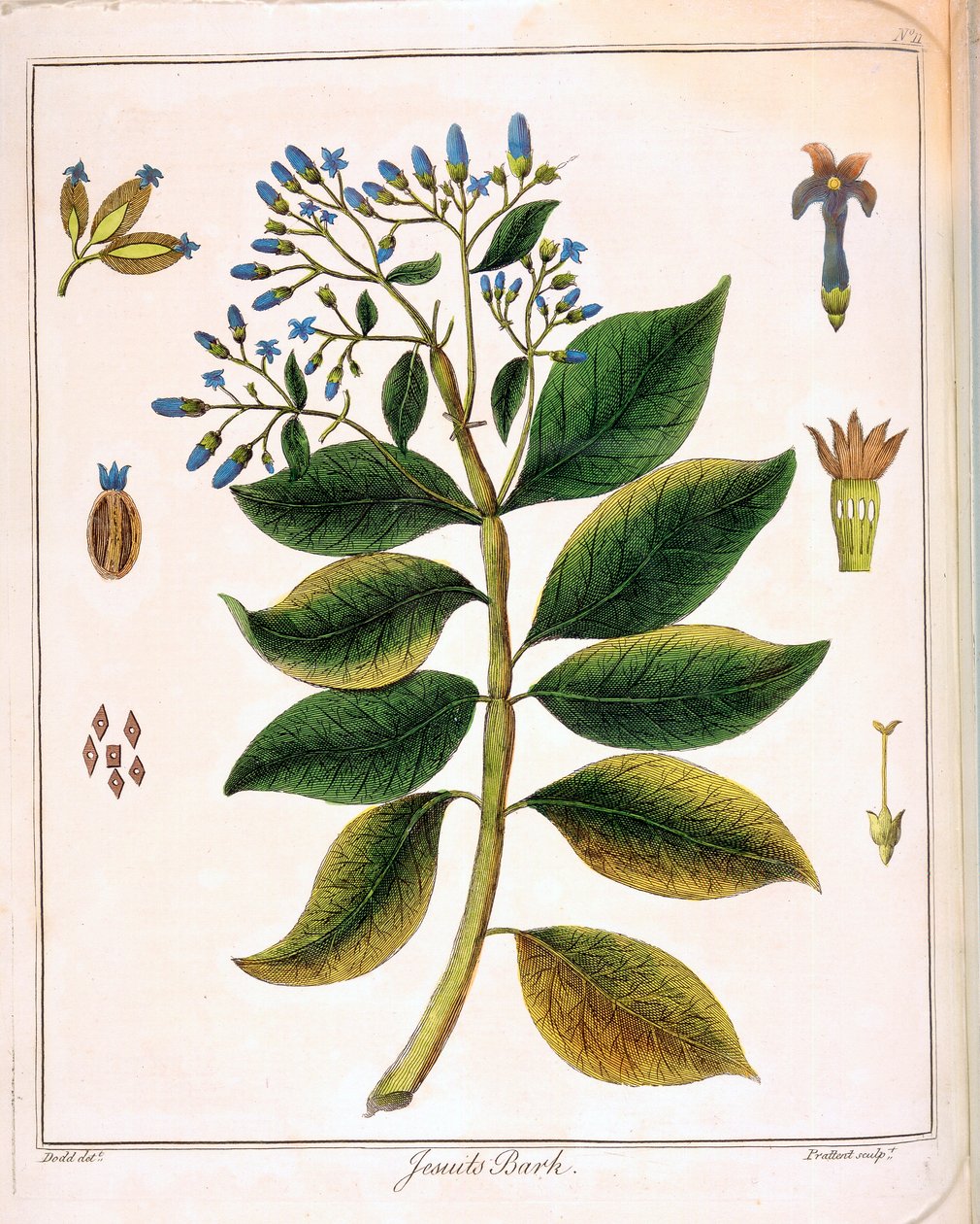 Cinchona Jesuits أو لحوم بيرو 1795 بواسطة غير معروف