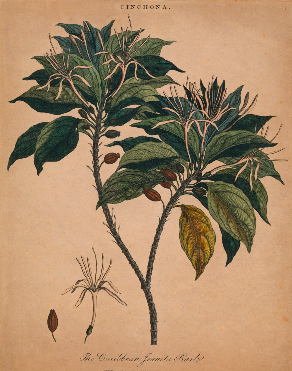 Cinchona. البحر الكاريبي اليسوعيون بارك ، 1801. بواسطة غير معروف