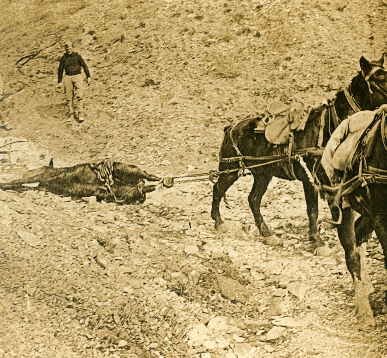 تطهير ساحة المعركة ، c1914-c1918 بواسطة غير معروف