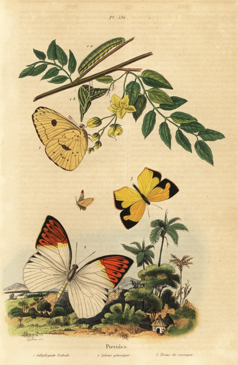 Cloudless sulphur, Phoebis sennae 1, great orange tip, Hebomoia glaucippe 2, and Mexican yellow, Eurema mexicana 3 بواسطة غير معروف