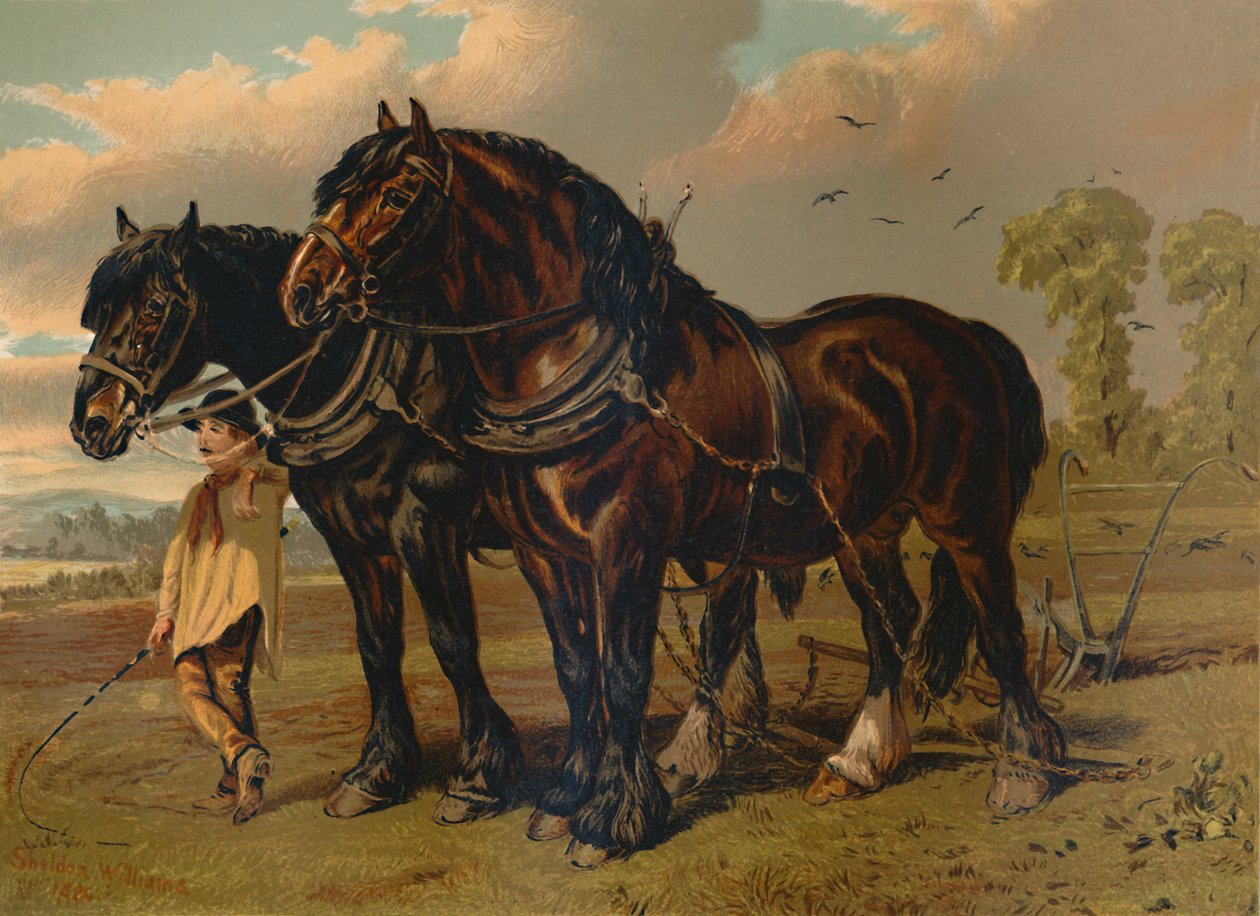 Clydesdale Stallion & Mare ، c1879. بواسطة غير معروف