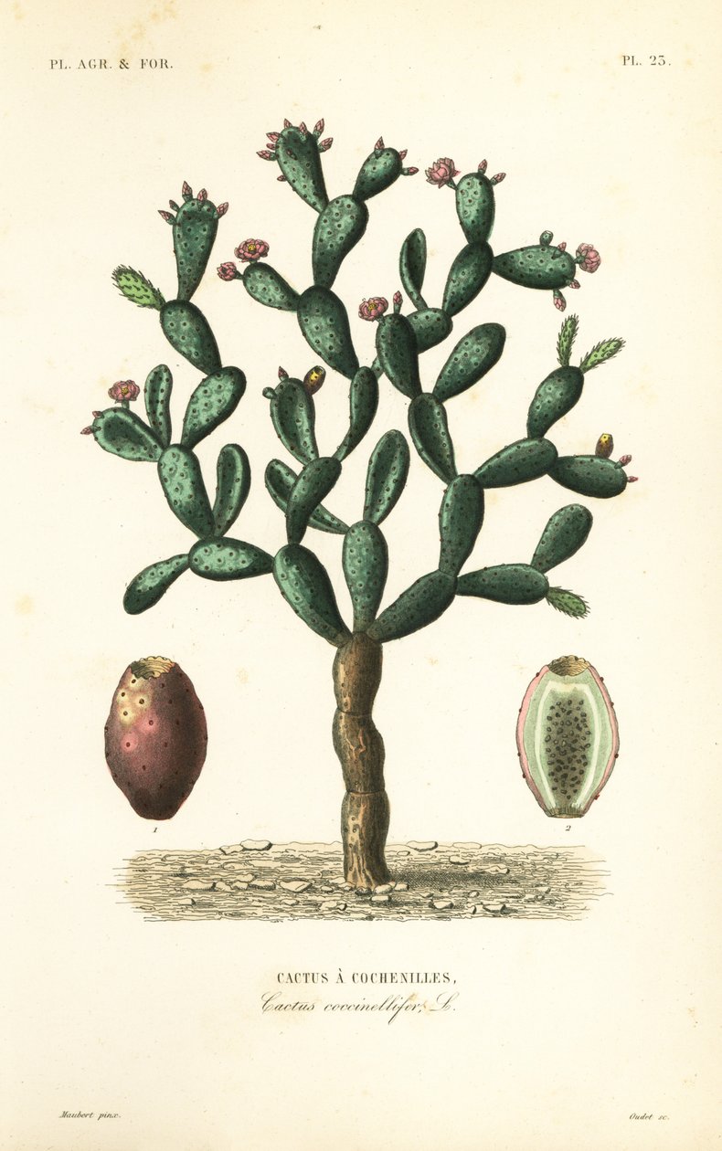 Cochineal cactus, Nopalea cochenillifera, Opuntia cochenillifera, Cactus cochenillifer, Cactus coccinellifer, Cactus a cochenilles بواسطة غير معروف