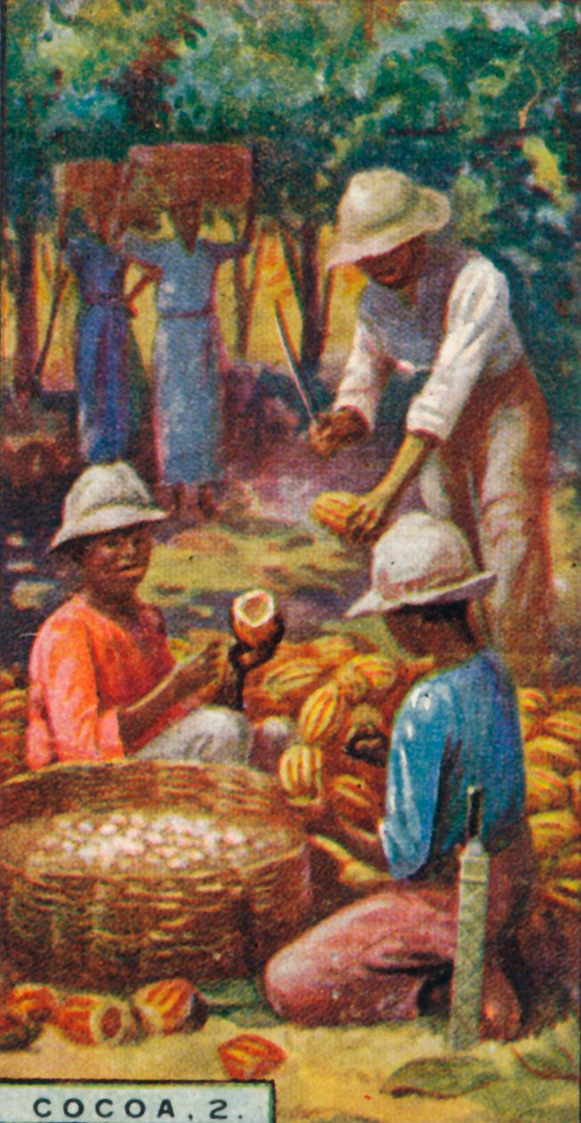 الكاكاو ، 2. - افتتاح القرون ، ترينيداد ، 1928 بواسطة غير معروف