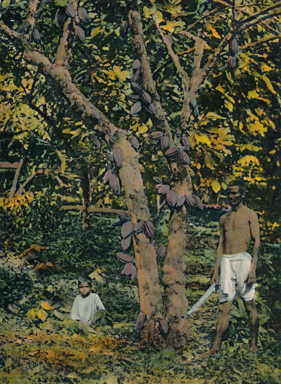 الكاكاو في محمل كامل ، ترينيداد وتوباغو ، c1914. بواسطة غير معروف