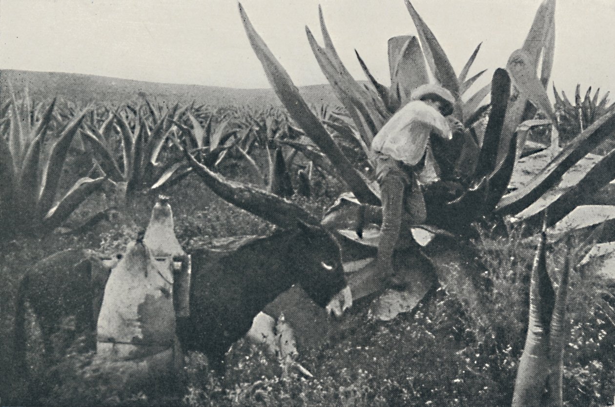 جمع ماء العسل من Maguey ، 1916 بواسطة غير معروف