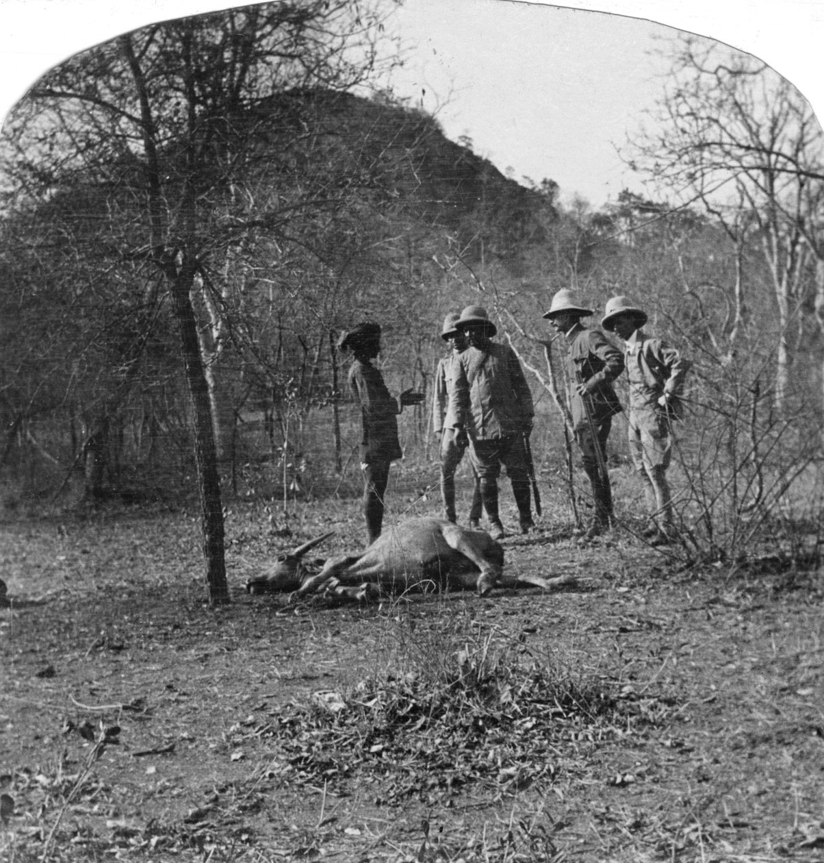 العقيد Afsurul Mulk في مطاردة النمور ، الهند ، 1900s بواسطة غير معروف