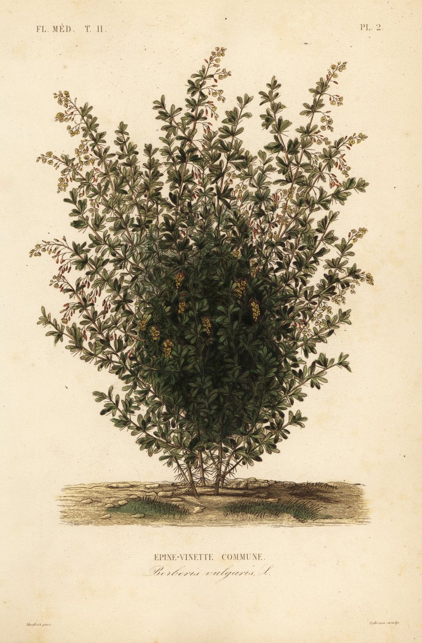 البرباريس المشتركة ، Berberis vulgaris ، Epine-vinette Commune بواسطة غير معروف