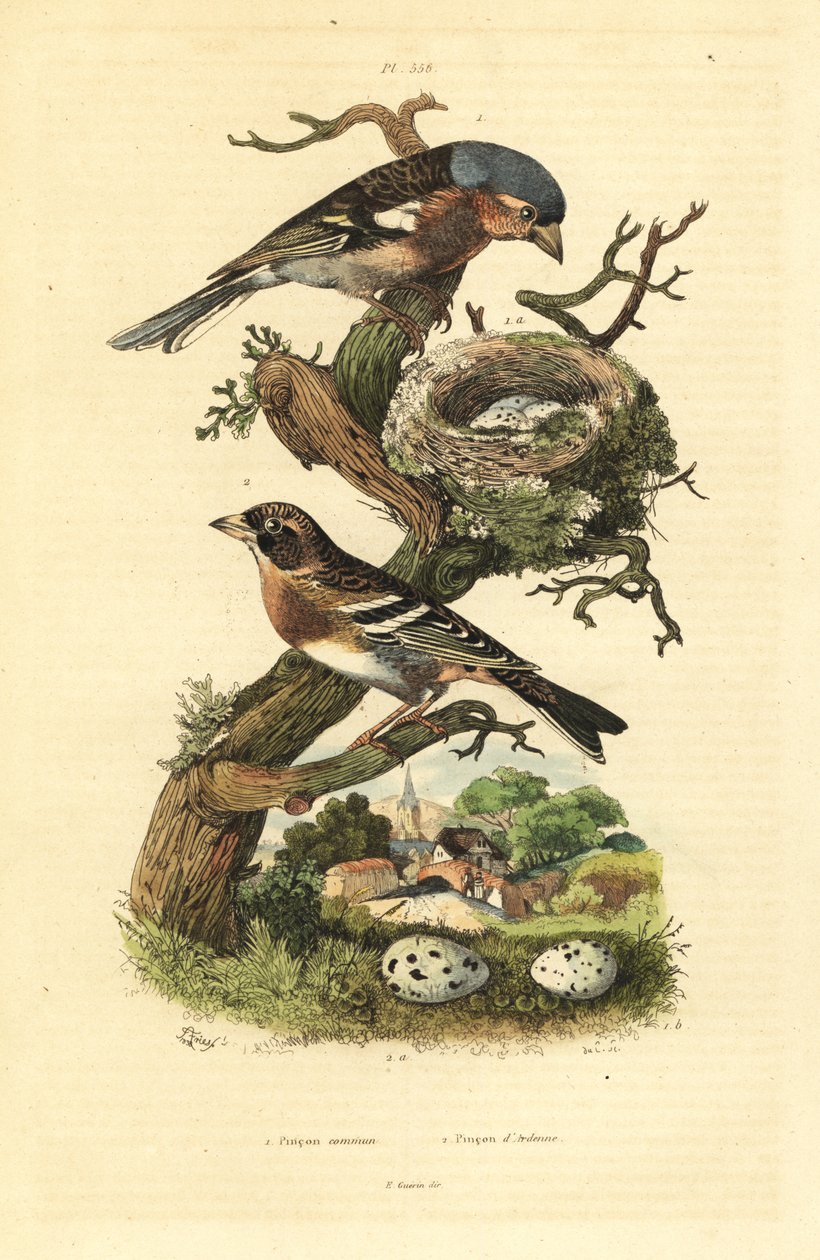 عصفور شائع ، فرينجيلا coelebs ، عش وبيض ، و brambling ، Fringilla montifringilla مع بيض Pinson commun et pinon d