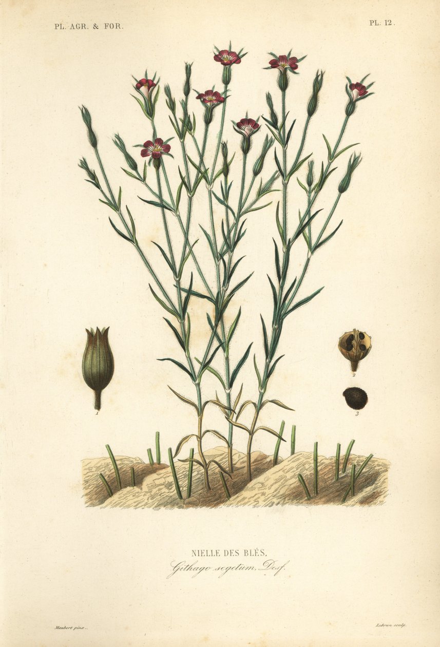 قوقعة الذرة الشائعة ، Agrostemma githago ، Githago segetum ، Nielle des bles ، نقش الفولاذ الملون يدويًا بواسطة L بواسطة غير معروف
