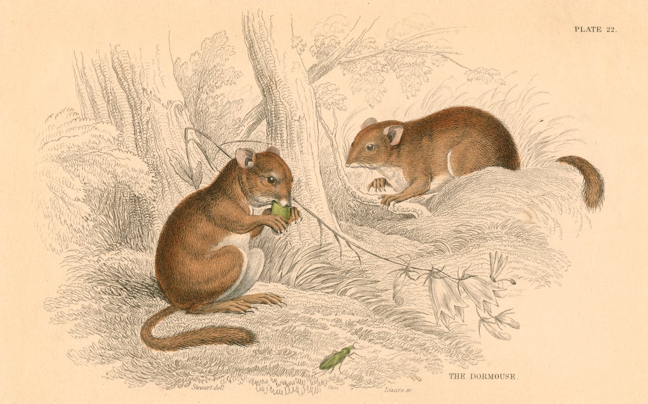 المسكن المشترك Muscardinus arvellanarius ، القوارض السباتية ، 1828 بواسطة غير معروف