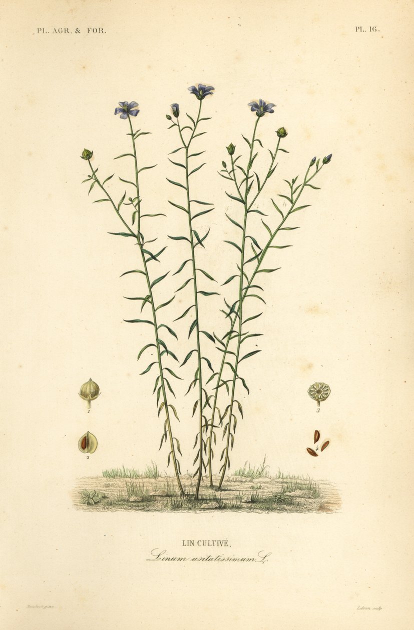 الكتان الشائع أو بذر الكتان ، Linum usitatissimum بواسطة غير معروف
