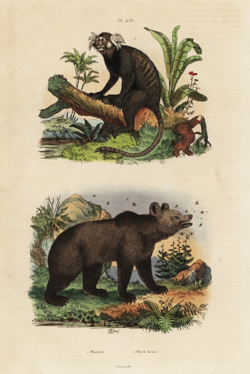 Common marmoset, Callithrix jacchus 1, and brown bear, Ursus arctos, with bees 2 بواسطة غير معروف