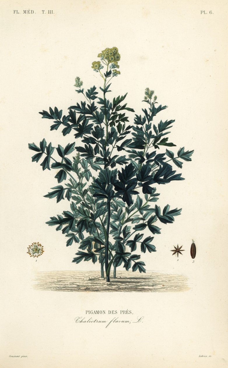 شارع المروج المشترك ، Thalictrum flavum ، Pigamon des pres بواسطة غير معروف