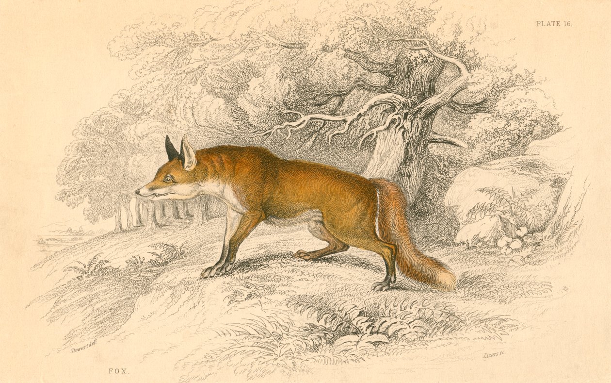 الثعلب المشترك أو الأحمر Vulpes vulpes ، 1828 بواسطة غير معروف