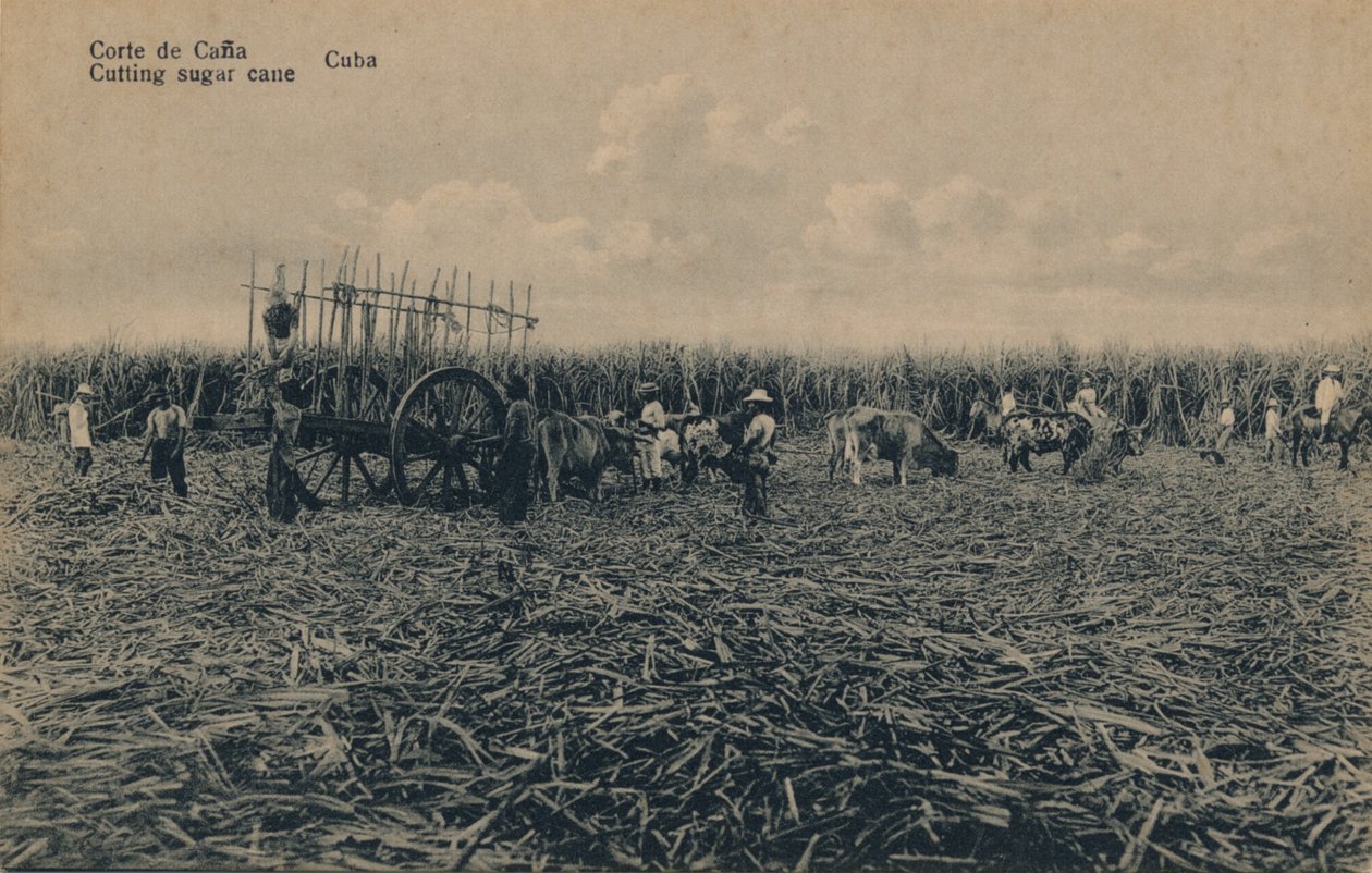 Corte de Cana - قطع قصب السكر - كوبا ، c1910 بواسطة غير معروف
