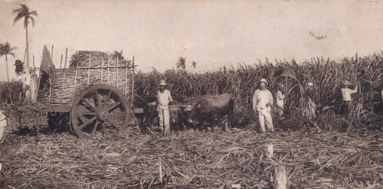 Corte de Canna. - جمع قصب السكر. كوبا ، c1900 بواسطة غير معروف