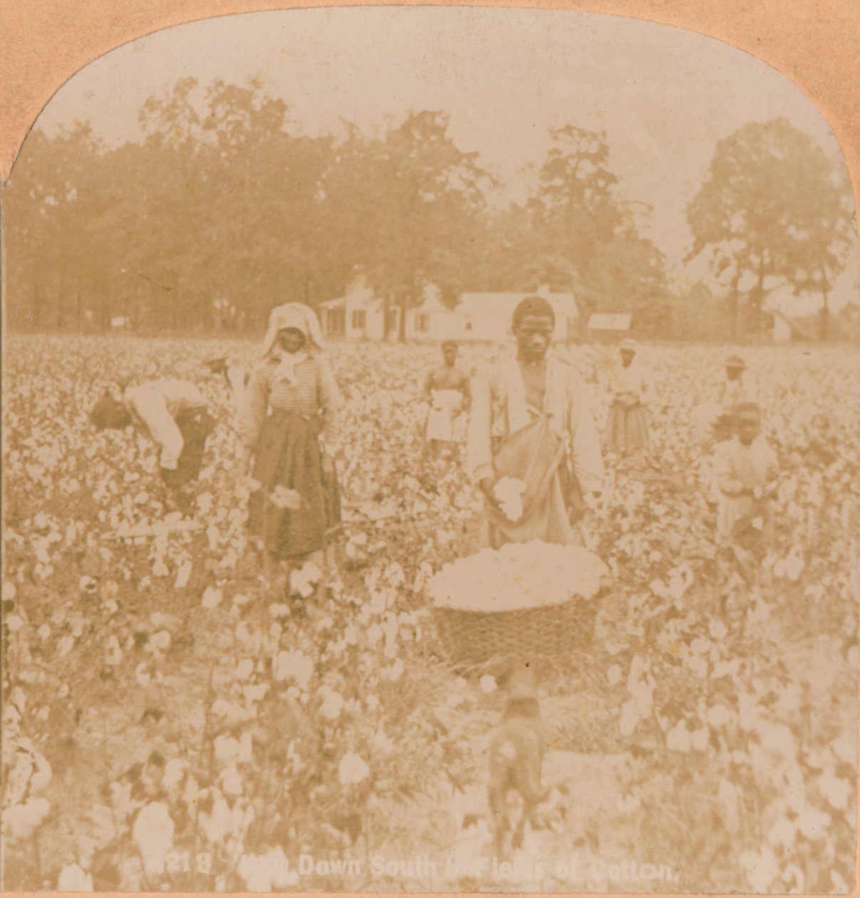 قطف القطن ، c1900 بواسطة غير معروف