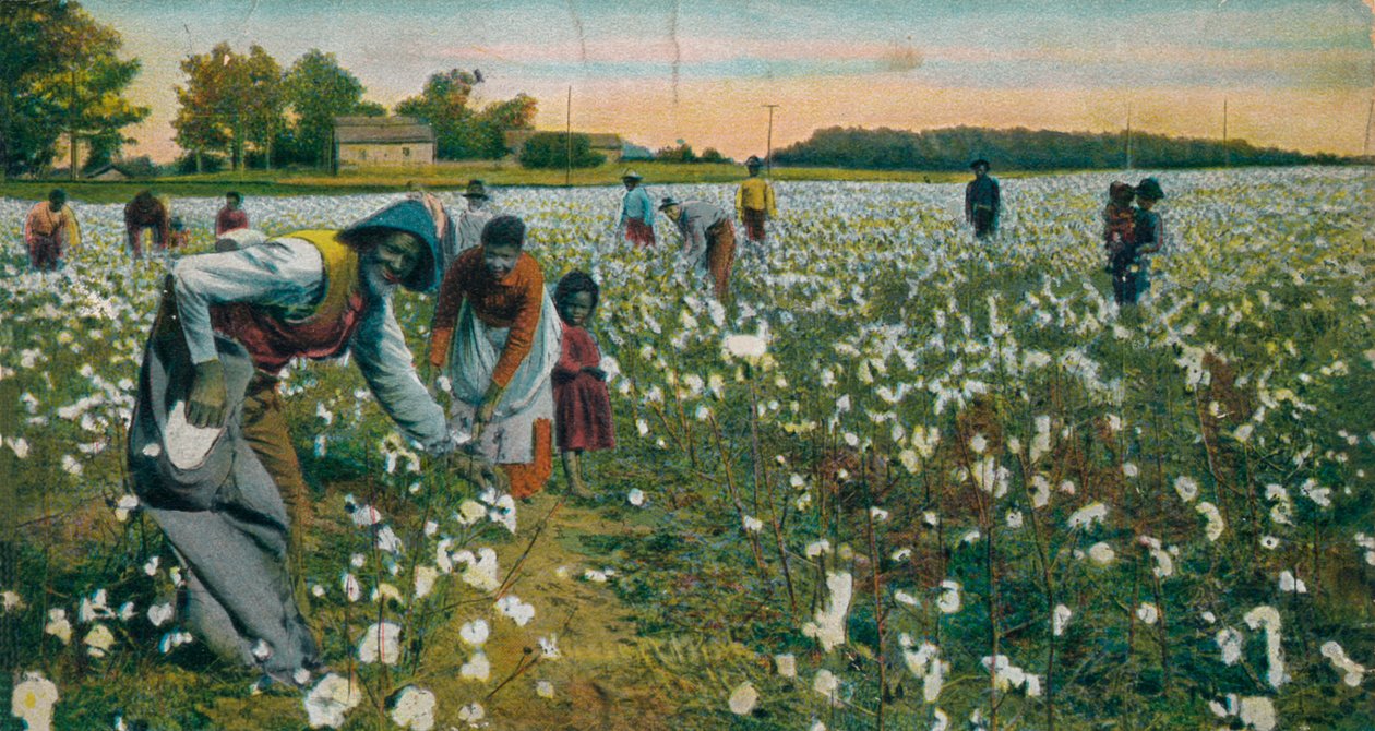 قطف القطن ، أوغوستا ، جورجيا ، c1900 بواسطة غير معروف