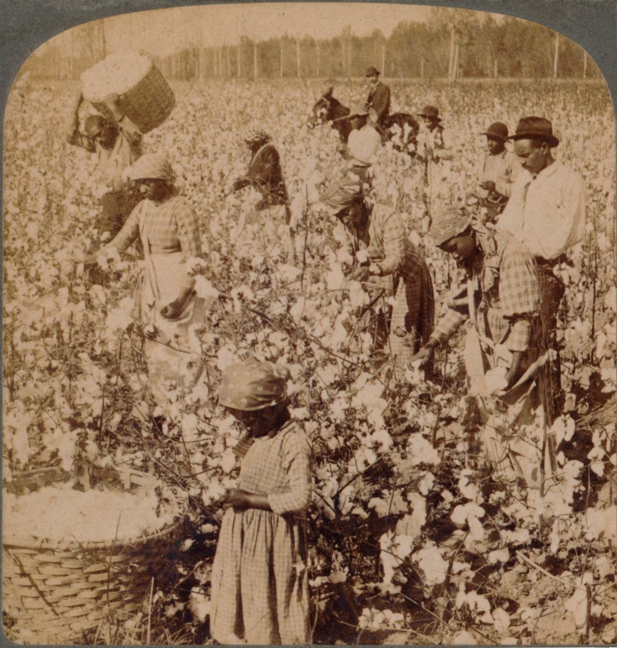 القطن هو ملك - مشهد مزرعة مع جامعي في العمل. جورجيا ، c1900 بواسطة غير معروف