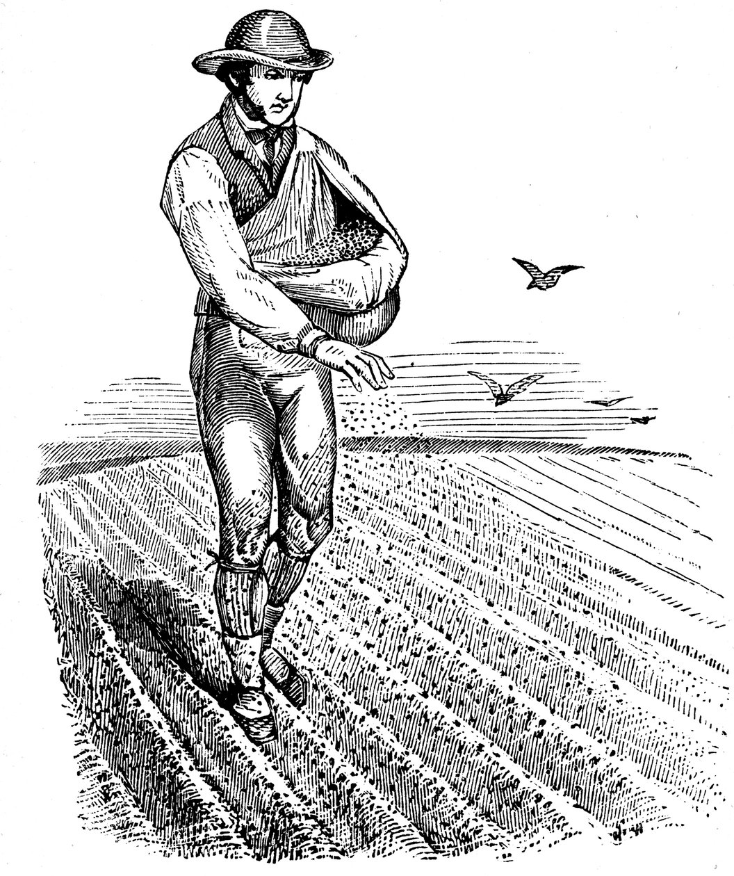 تناوب المحاصيل: بث بذور البذر ، 1855 بواسطة غير معروف