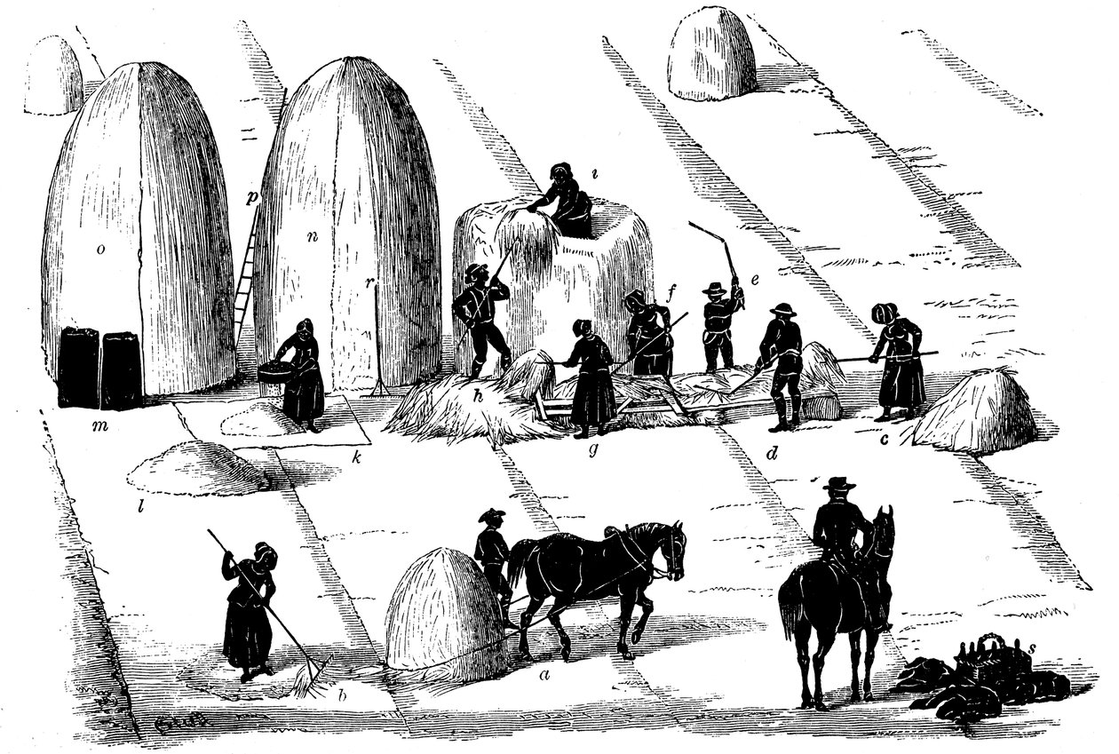 تناوب المحاصيل: دراس عشب الجاودار للبذور ، 1855 بواسطة غير معروف