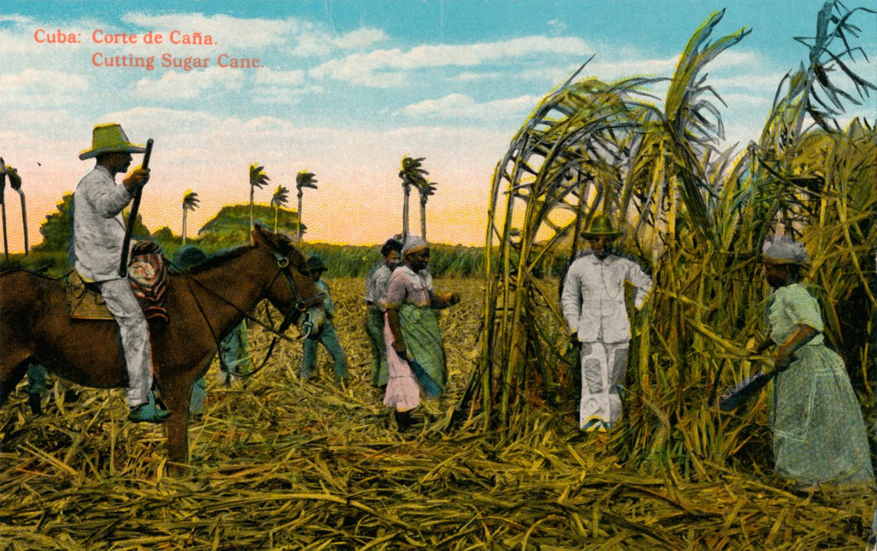 كوبا: Corte de Cana. قطع قصب السكر ، c1910 بواسطة غير معروف