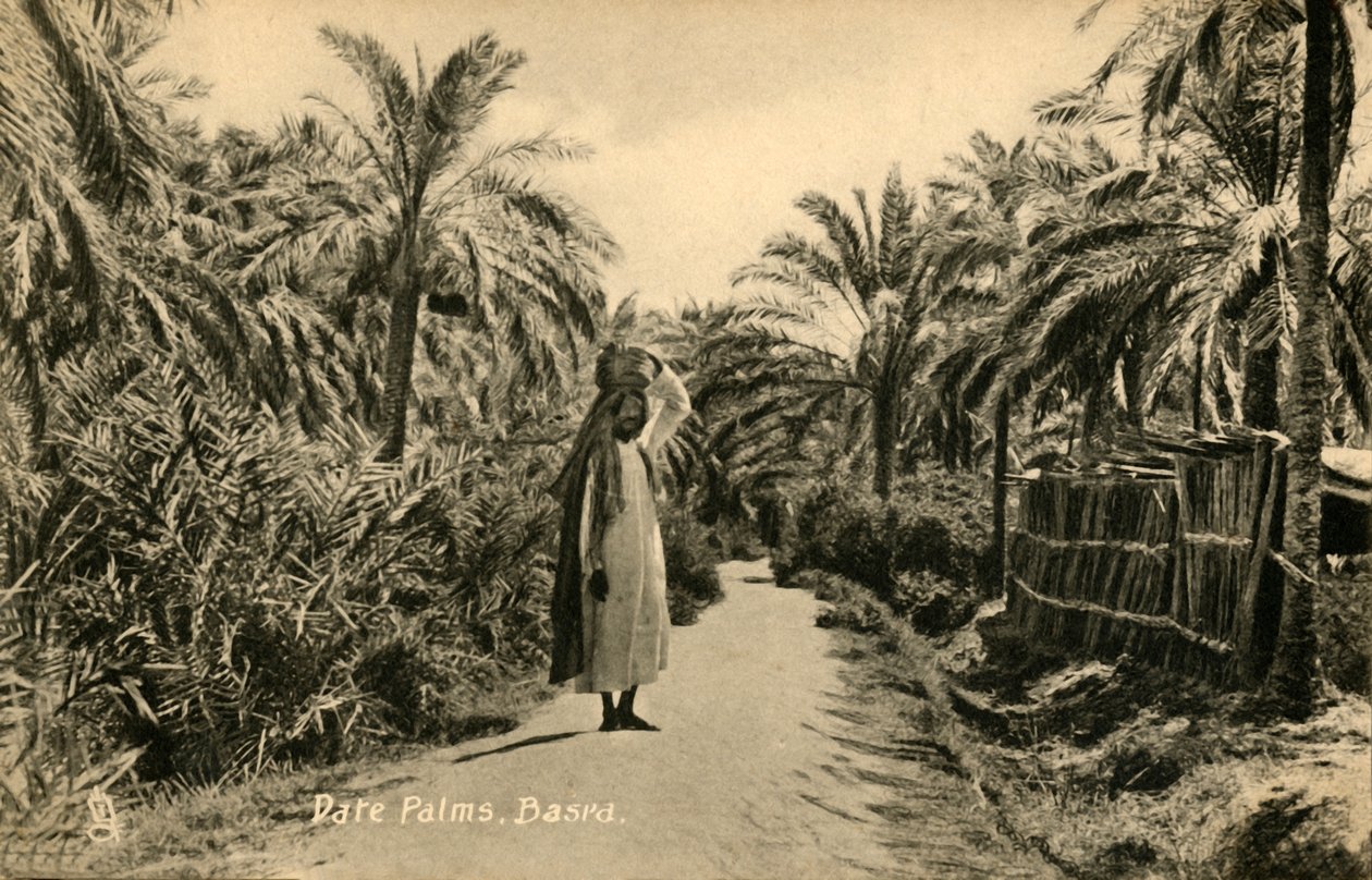 النخيل ، البصرة ، c1918-c1939. بواسطة غير معروف