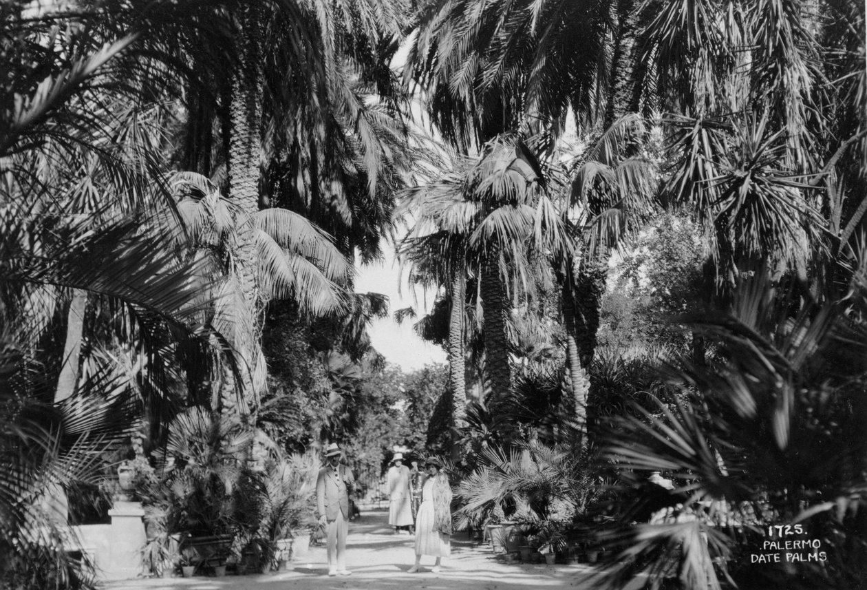 النخيل ، باليرمو ، صقلية ، إيطاليا ، c1920s-c1930s بواسطة غير معروف