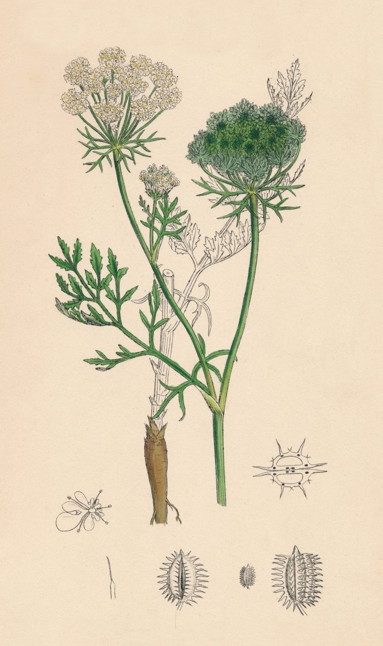 Daucus Carota. الجزرة البرية ، القرن التاسع عشر بواسطة غير معروف