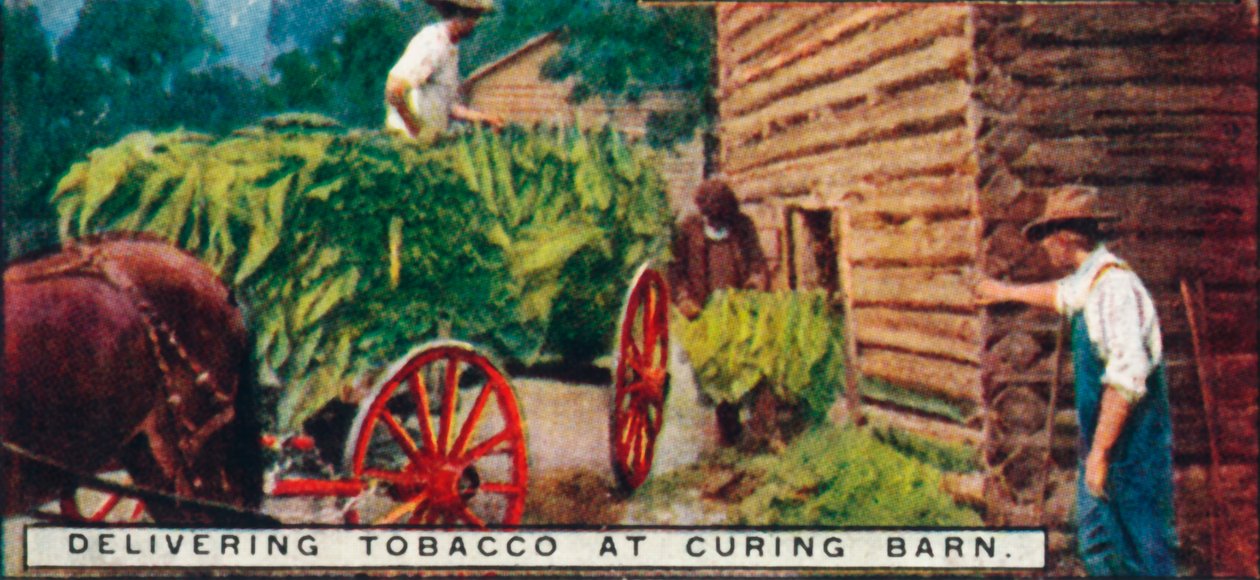 توصيل التبغ في Curing Barn ، 1926 بواسطة غير معروف
