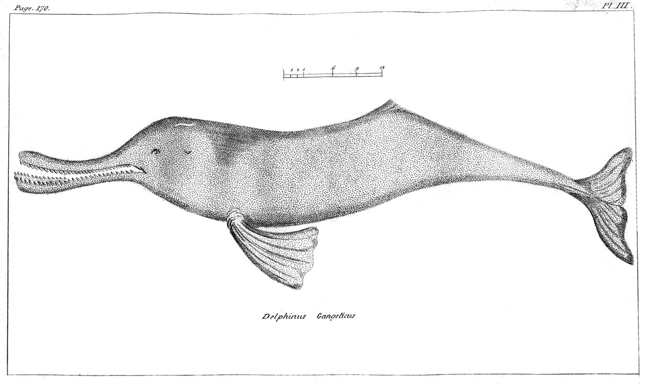 Delphinus Gangeticus Ganges River Dolphin ، 1799 بواسطة غير معروف