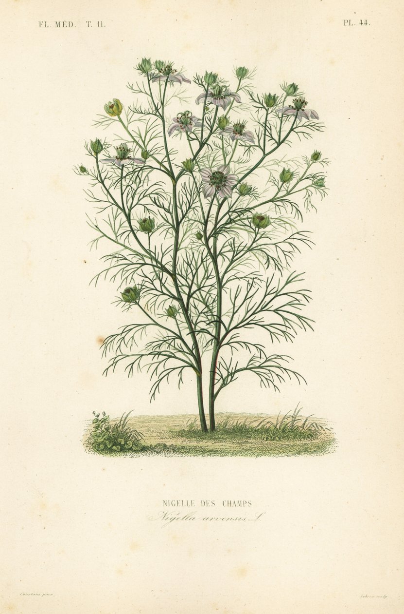 Devil-in-a-bush or love-in-a-mist، Nigella arvensis، Nigelle des Champs بواسطة غير معروف