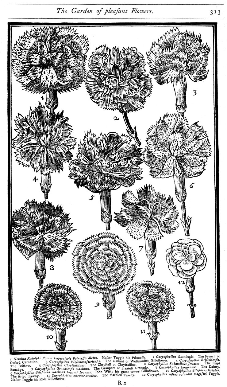 Dianthus قرنفل وزهور ، 1629 بواسطة غير معروف